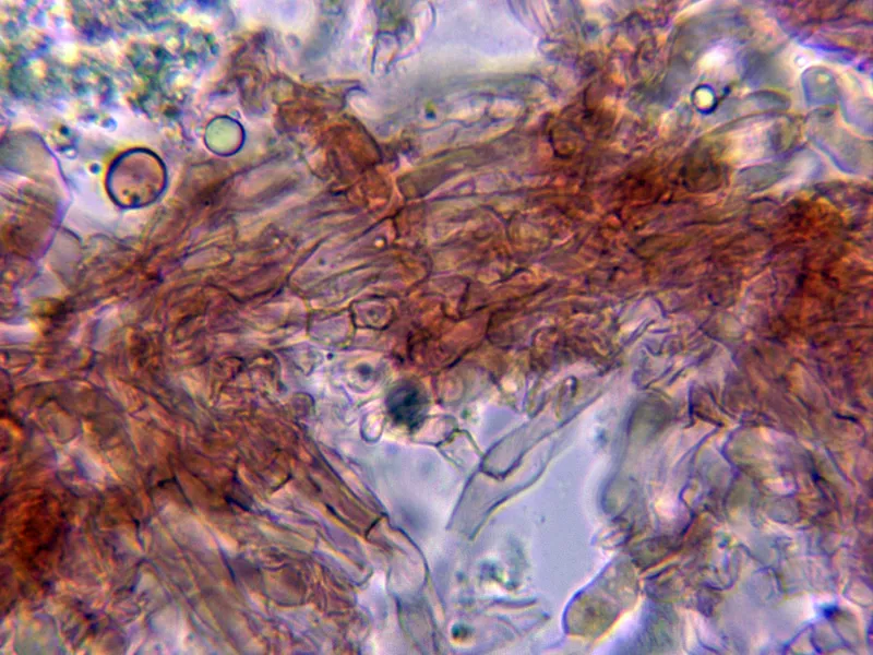 Clavulina coralloides 7 - Contexto